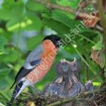 Male Bullfinch at the nest with young