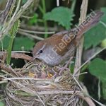 Cettis Warbler at the nest with young