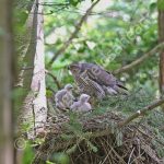Female Goshawk at the nest with young