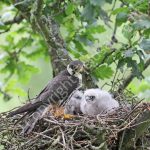 Hobby at the nest with young