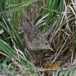 Grasshopper Warbler at the nest with young