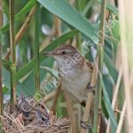 Great Reed Warbler at th nest with young