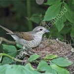 Female Red Backed Shrike at the nest with young