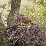 Pair of Red Kites at the nest with young