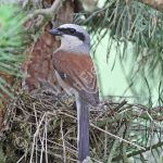 Male Red Backed Shrike at the nest with young