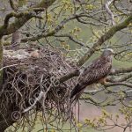 Female Red Kite at the nest with eggs