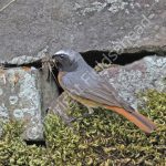 Male Redstart at the nest crevice with food for young