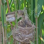 Reed Warbler feeding young