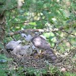 Female Sparrow Hawk at the nest with young