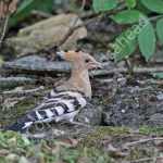 Male Hoopoe with food for incubating female