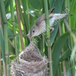 Reed Warbler at the nest with young