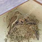 Spotted Flycatcher feeding young