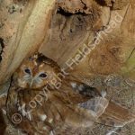 Tawny Owl incubating eggs