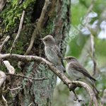 Pair of Spotted Flycatchers
