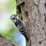 Male Lesser Spotted Woodpecker at the nest hole