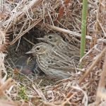 Tree Pipits at the nest with young