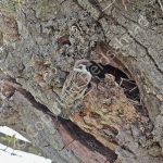 Tree Sparrow at the nest hole