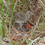 Meadow Pipit with a young Cuckoo