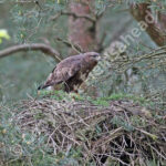 Common Buzzard at the nest containing young