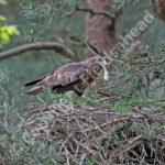 Common Buzzard at the nest with food for the young