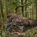 Female Honey Buzzard at the nest with eggs