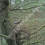 Male Honey Buzzard at the nest